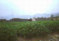 loand